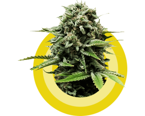 Image with missing alt attribute found on lowpricebud.co