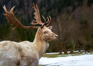 Елени лопатари ще бродят отново в Родопите