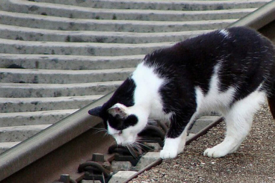 Image with missing alt attribute found on tag24.de