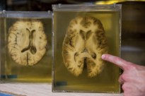 Image with missing alt attribute found on telemundochicago.com