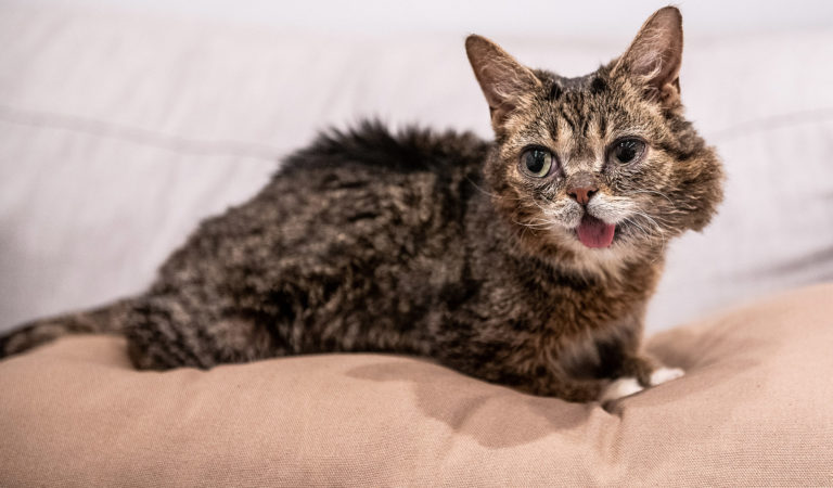 Умерла кошка Лил Баб. Она стала всемирно популярной еще до Grumpy Cat