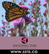 Shooting Star Native Seeds - Native Prairie Grass and Wildflower Seeds