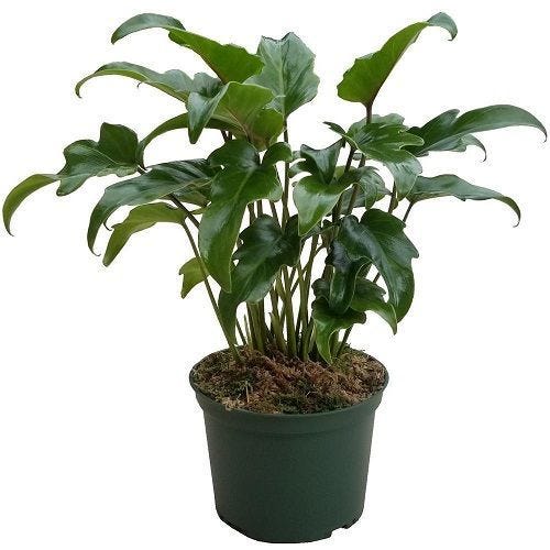 Image with missing alt attribute found on sepatah.medium.com