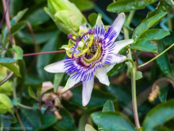 Close up of passionflower vine