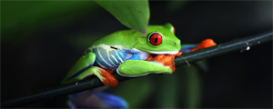 Image with missing alt attribute found on mongabay.com