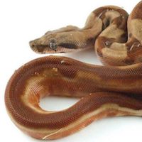 Image with missing alt attribute found on morphmarket.com