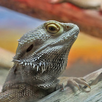 Image with missing alt attribute found on morphmarket.com