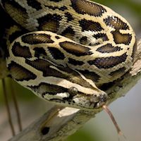 Image with missing alt attribute found on morphmarket.com