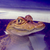 Image with missing alt attribute found on morphmarket.com