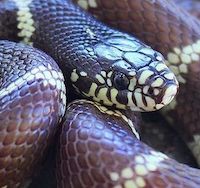 Image with missing alt attribute found on morphmarket.com