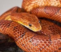 Image with missing alt attribute found on morphmarket.com