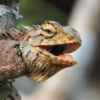 Image with missing alt attribute found on morphmarket.com