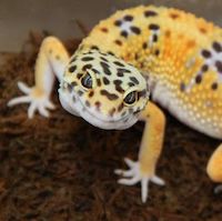 Image with missing alt attribute found on morphmarket.com