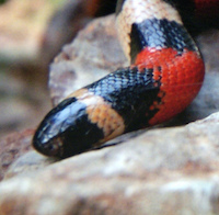 Image with missing alt attribute found on morphmarket.com