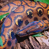 Image with missing alt attribute found on morphmarket.com