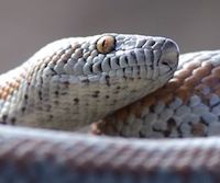 Image with missing alt attribute found on morphmarket.com