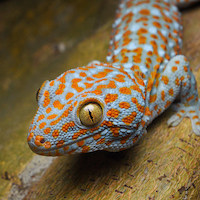 Image with missing alt attribute found on morphmarket.com