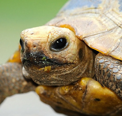 Image with missing alt attribute found on morphmarket.com