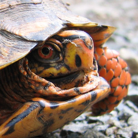 Image with missing alt attribute found on morphmarket.com