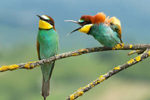 Image with missing alt attribute found on motamem.org