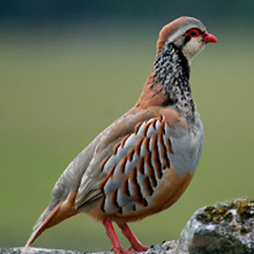 Image with missing alt attribute found on movistarplus.es