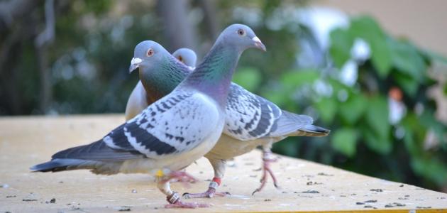 Image with missing alt attribute found on msry.org