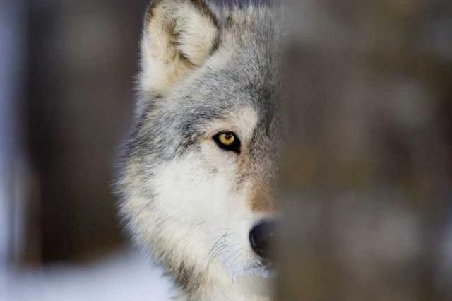 Image with missing alt attribute found on msry.org