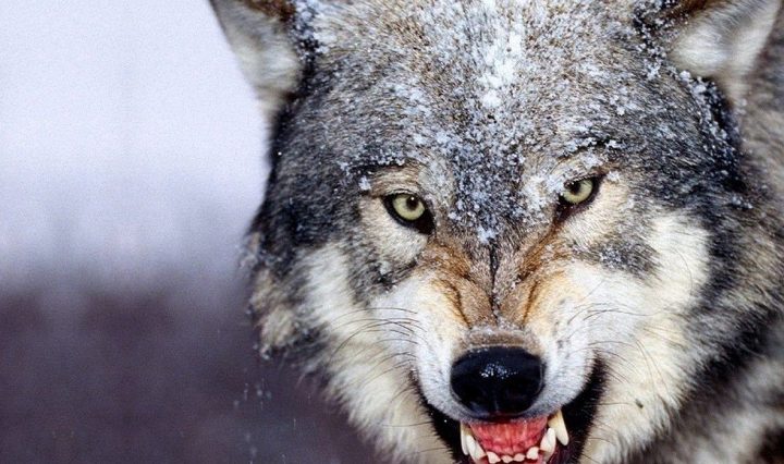 Image with missing alt attribute found on msry.org