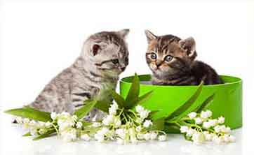 Image with missing alt attribute found on codespromofr.com