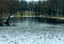 Image with missing alt attribute found on nashural.ru