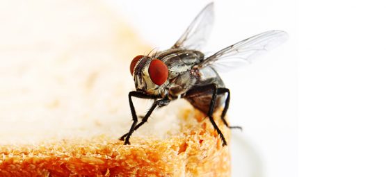 Image with missing alt attribute found on naturalsociety.com