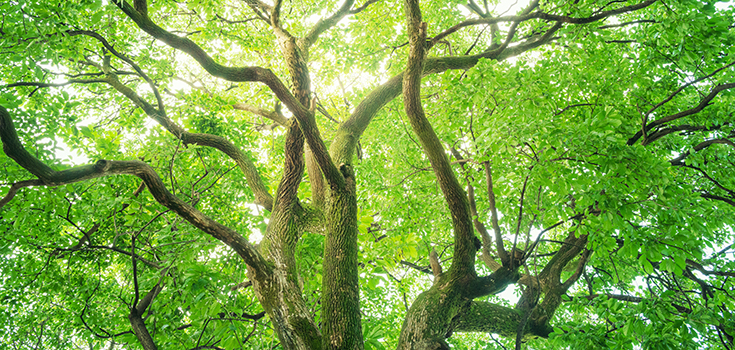 Image with missing alt attribute found on naturalsociety.com