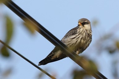 Image with missing alt attribute found on hankookilbo.com