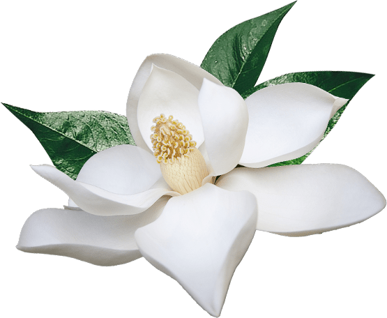 Image with missing alt attribute found on nirvanahq.com