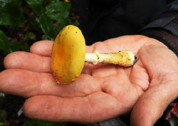 Удемансиелла бурокрайняя с Курильских островов