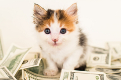 Image with missing alt attribute found on henryscheinvet.com