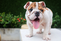 Image with missing alt attribute found on henryscheinvet.com