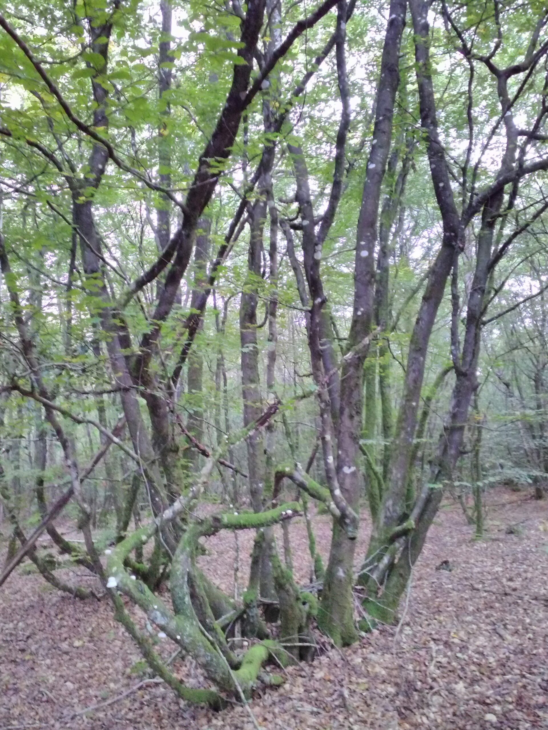 Charme myst&eacute;rieux, en for&ecirc;t de Melleraye (44)