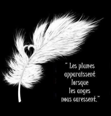 Les plumes, signe de la pr&eacute;sence des Anges