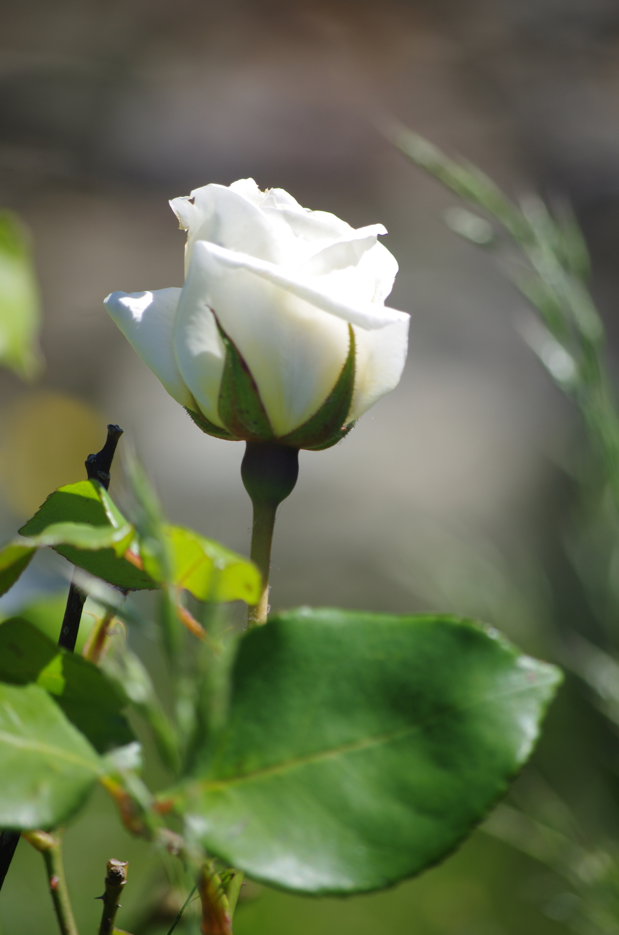 Rose blanche - Pour ma petite Agathe