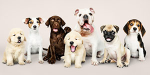 Image with missing alt attribute found on ofertadeldia.com