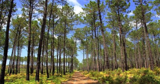 Image with missing alt attribute found on ominho.pt