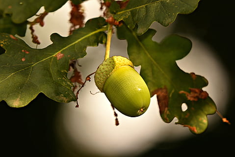 acorn, nut, oak tree, tannin, food, nutrition, green, twig, branch, leaf, plant part, plant, fruit, growth, green color, food and drink, tree, close-up, healthy eating, focus on foreground, no people, freshness, nature, day, beauty in nature, outdoors, hanging, 2K, CC0, public domain, royalty free