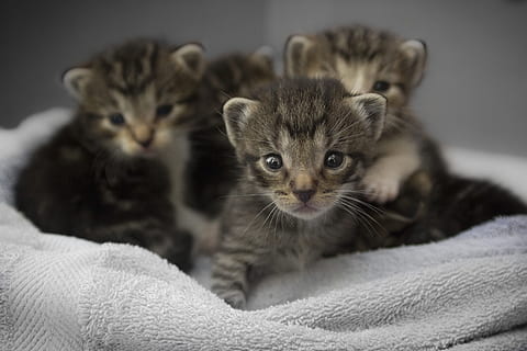four, brown, tabby, kittens, litter, gray, kitten, fleece textile, black, white, towel, animal, cat, pet, domestic animal, domestic Cat, pets, cute, young Animal, domestic Animals, fur, feline, mammal, looking, looking at camera, portrait, animal themes, domestic, group of animals, indoors, two animals, whisker, no people, close-up, 5K, CC0, public domain, royalty free