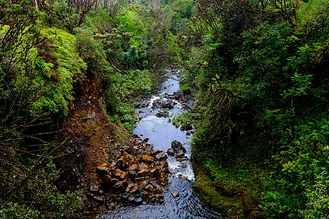 green trees, river, water, rocks, green, grass, nature, trees, plant, outdoor, tree, forest, growth, land, beauty in nature, no people, day, green color, tranquility, downloading, tranquil scene, non-urban scene, outdoors, scenics - nature, solid, rock, stream - flowing water, flowing water, flowing, 4K, CC0, public domain, royalty free