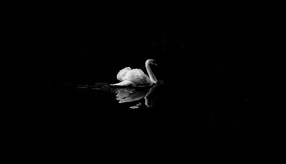 mute, swan, low, light photography, grayscale photo, animal, black and white, lake, bird, wallpaper, animal wallpapers, animal backgrounds, feather, beak, wings, swan lake, simple, design, essential, animal themes, vertebrate, animals in the wild, animal wildlife, one animal, copy space, no people, water, white color, nature, black background, outdoors, night, full length, reflection, 4K, CC0, public domain, royalty free
