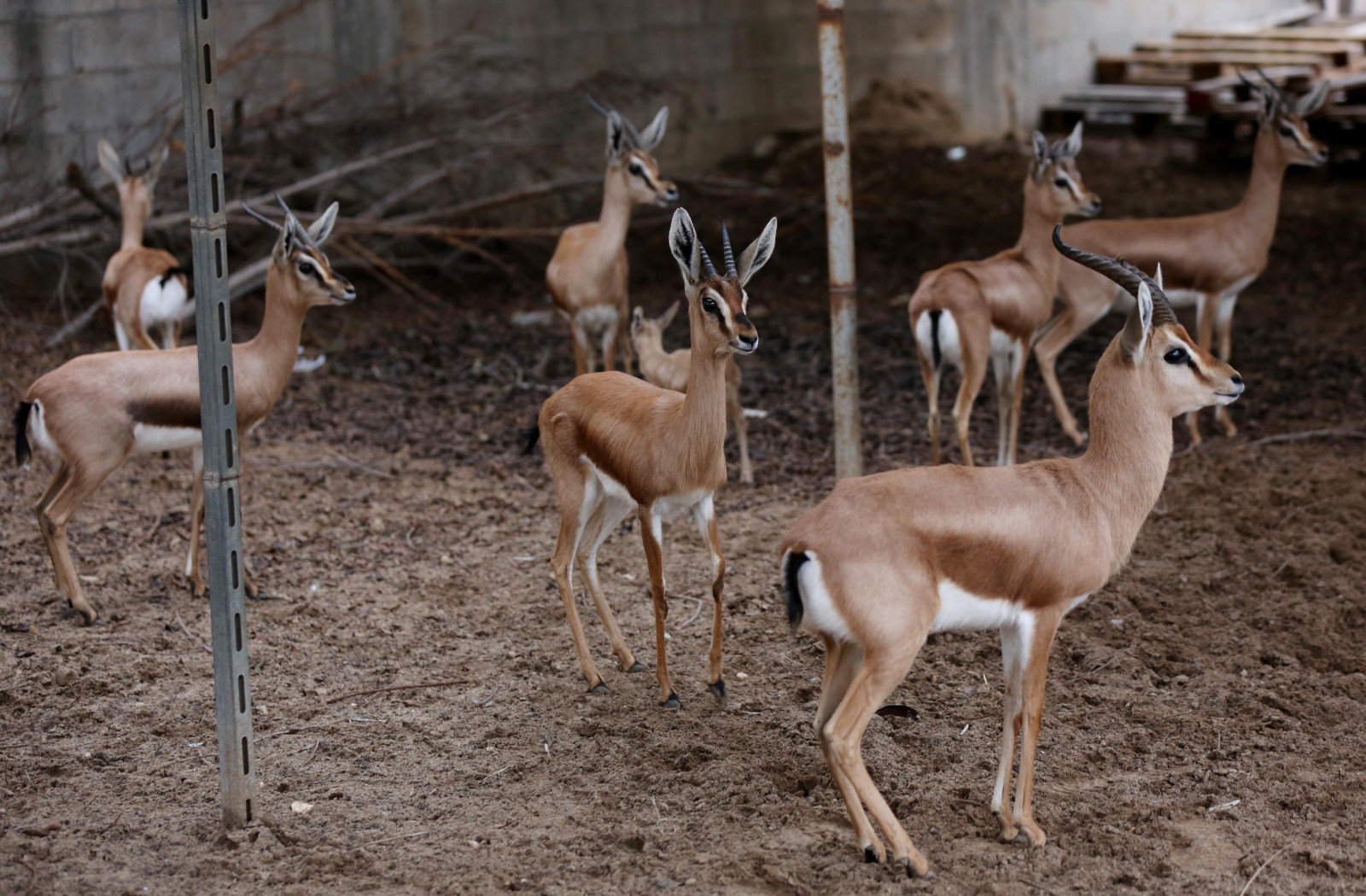 Image with missing alt attribute found on paltoday.ps