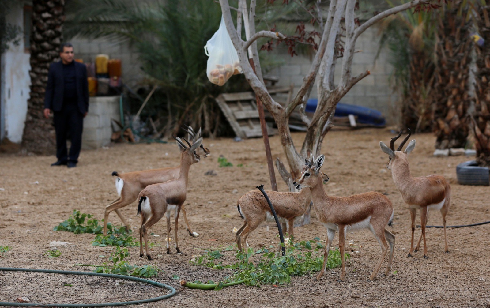 Image with missing alt attribute found on paltoday.ps