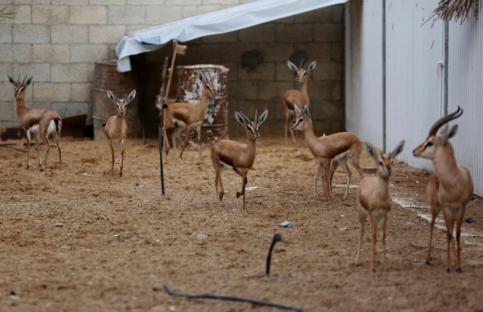 Image with missing alt attribute found on paltoday.ps