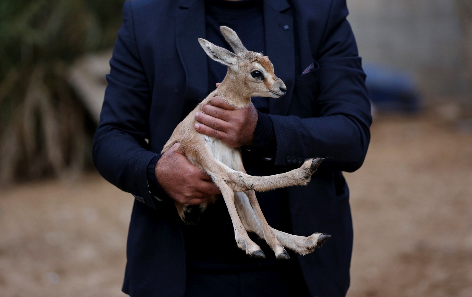 Image with missing alt attribute found on paltoday.ps